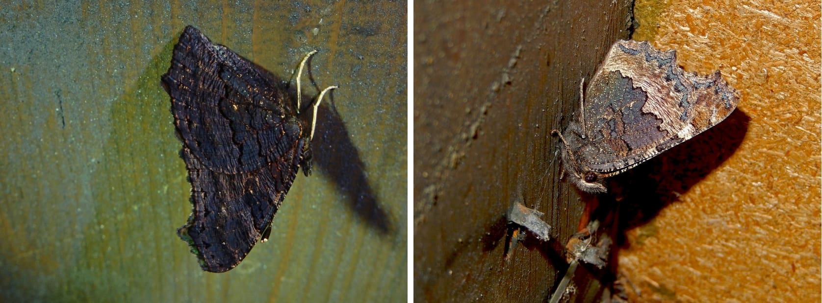 Overwinterende dagpauwoog (links) en kleine vos (rechts) op een zolder (Foto: Kars Veling)